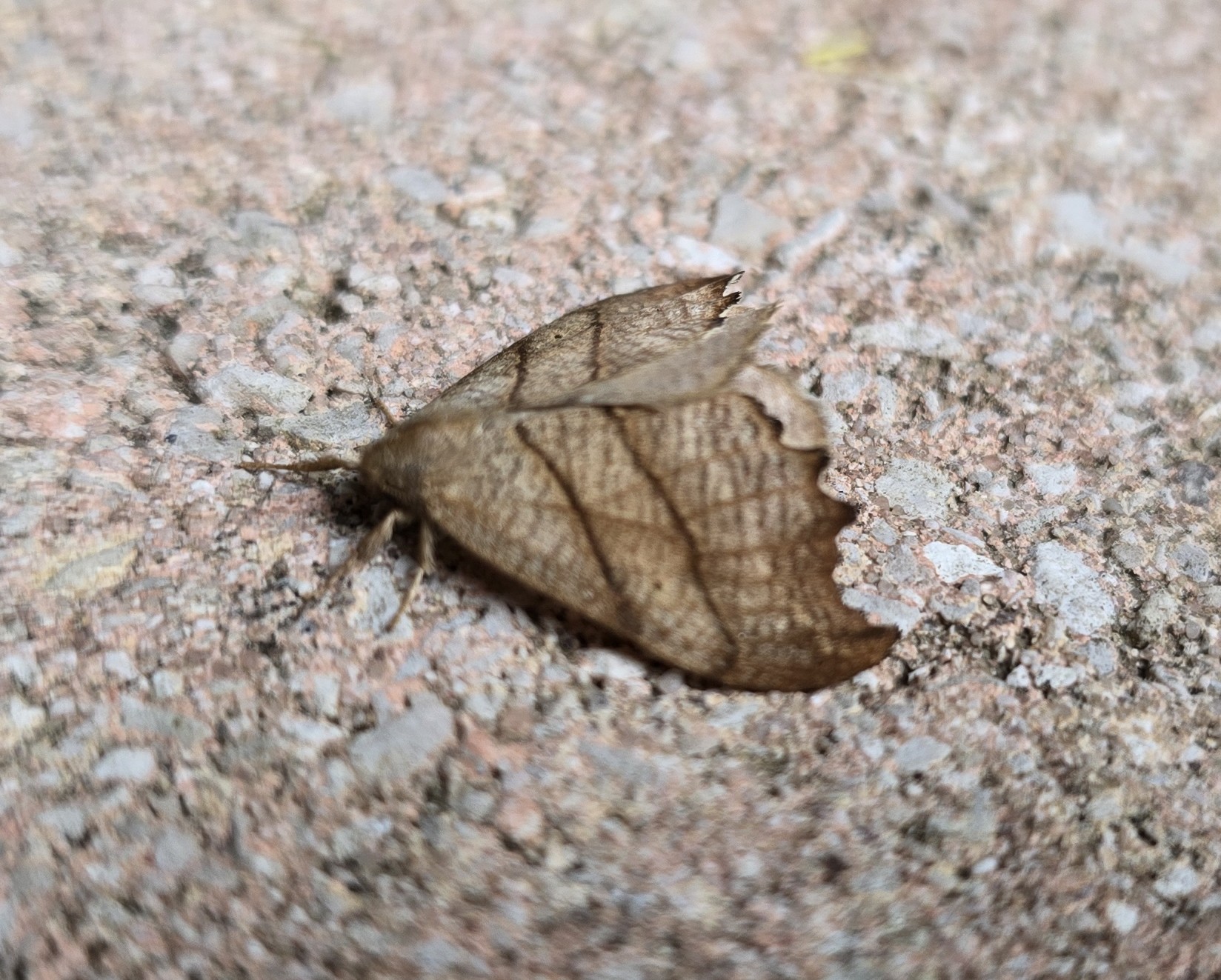 Photo of Scalloped Hook-tip (Falcaria lacertinaria)